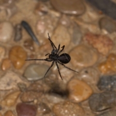 Badumna sp. (genus) at Jerrabomberra, NSW - 22 Oct 2022