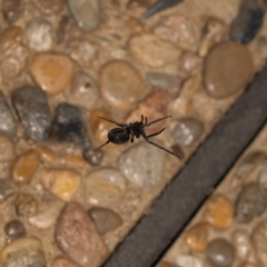 Badumna (genus) at Jerrabomberra, NSW - suppressed