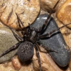 Badumna (genus) at Jerrabomberra, NSW - suppressed