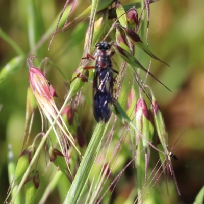 Asilidae (family) at Wodonga, VIC - 23 Oct 2022 by KylieWaldon