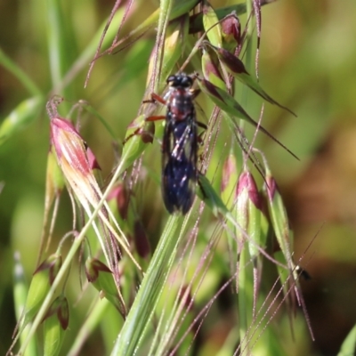 Asilidae sp. (family) at Wodonga, VIC - 22 Oct 2022 by KylieWaldon