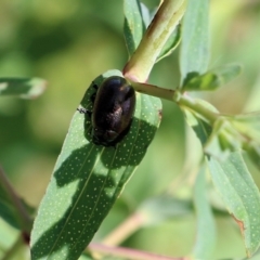 Chrysolina quadrigemina (Greater St Johns Wort beetle) at Wodonga, VIC - 22 Oct 2022 by KylieWaldon