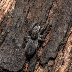 Clynotis severus at Lane Cove National Park - 22 Oct 2022 by Roger