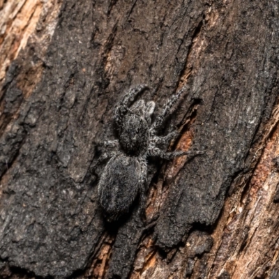 Clynotis severus at Pennant Hills, NSW - 22 Oct 2022 by Roger