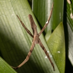 Asianopis sp. (genus) (Net-casting spider) at West Pennant Hills, NSW - 22 Oct 2022 by Roger