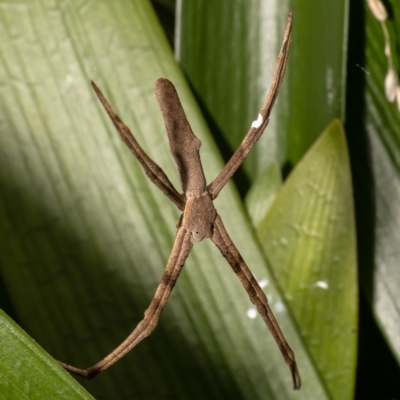 Asianopis sp. (genus) at West Pennant Hills, NSW - 22 Oct 2022 by Roger