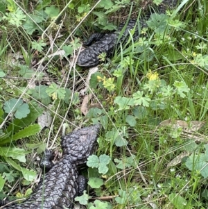 Tiliqua rugosa at Hackett, ACT - 19 Oct 2022