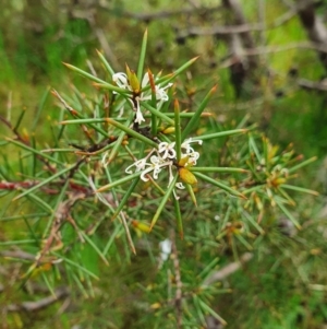 Hakea decurrens subsp. decurrens at Belconnen, ACT - 23 Oct 2022