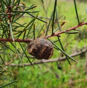 Hakea decurrens subsp. decurrens at Belconnen, ACT - 23 Oct 2022