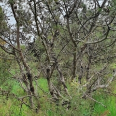 Hakea decurrens subsp. decurrens at Belconnen, ACT - 23 Oct 2022