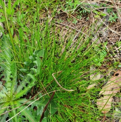 Schoenus apogon (Common Bog Sedge) at Lake Ginninderra - 23 Oct 2022 by HughCo