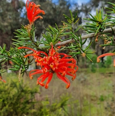 Grevillea juniperina (Grevillea) at Belconnen, ACT - 23 Oct 2022 by HughCo