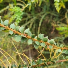 Acacia pravissima (Wedge-leaved Wattle, Ovens Wattle) at Lake Ginninderra - 23 Oct 2022 by HughCo