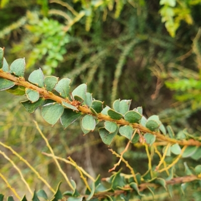 Acacia pravissima (Wedge-leaved Wattle, Ovens Wattle) at Belconnen, ACT - 23 Oct 2022 by HughCo