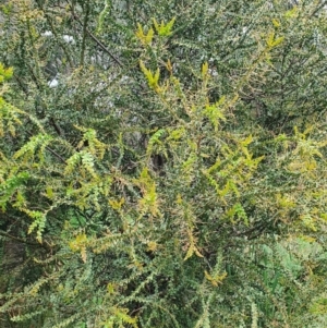 Acacia pravissima at Belconnen, ACT - 23 Oct 2022