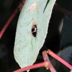 Ellipsidion sp. (genus) (A diurnal cockroach) at Wodonga, VIC - 22 Oct 2022 by KylieWaldon