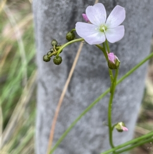 Drosera auriculata at Hackett, ACT - 19 Oct 2022 01:24 PM