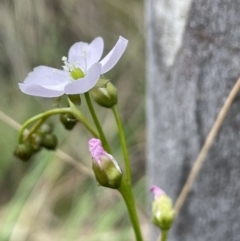 Drosera auriculata at Hackett, ACT - 19 Oct 2022 01:24 PM