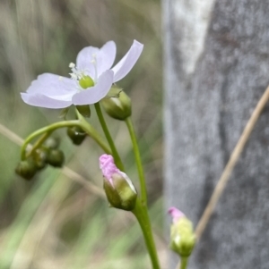 Drosera auriculata at Hackett, ACT - 19 Oct 2022