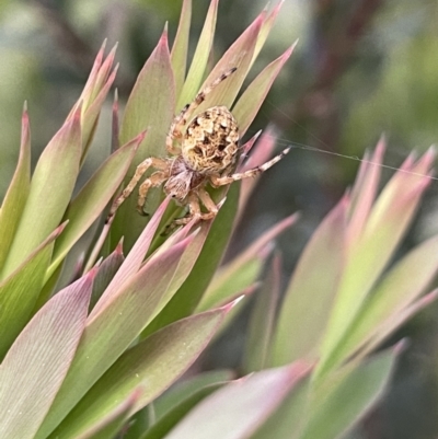 Araneus hamiltoni (Hamilton's Orb Weaver) at Watson, ACT - 13 Oct 2022 by JaneR