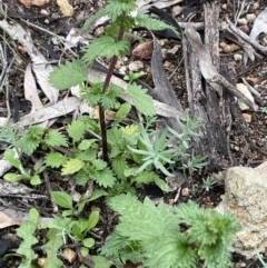 Urtica urens at Watson, ACT - 13 Oct 2022