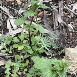 Urtica urens at Watson, ACT - 13 Oct 2022