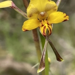 Diuris pardina (Leopard Doubletail) at Hackett, ACT - 19 Oct 2022 by JaneR