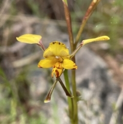 Diuris pardina at Hackett, ACT - 19 Oct 2022