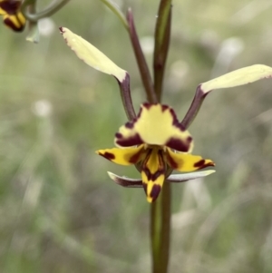 Diuris pardina at Watson, ACT - 14 Oct 2022