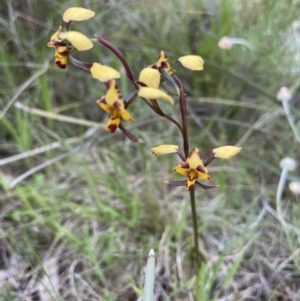 Diuris pardina at Watson, ACT - suppressed