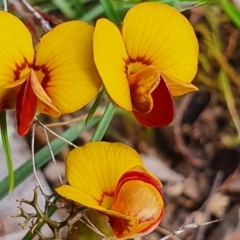 Bossiaea buxifolia (Matted Bossiaea) at Gundaroo, NSW - 19 Oct 2022 by Gunyijan