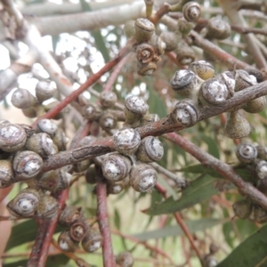 Eucalyptus bridgesiana at Boorowa, NSW - 23 Oct 2022