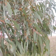 Eucalyptus bridgesiana at Boorowa, NSW - 23 Oct 2022