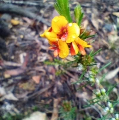 Dillwynia sericea (Egg And Bacon Peas) at Corang, NSW - 23 Oct 2022 by LeonieWood