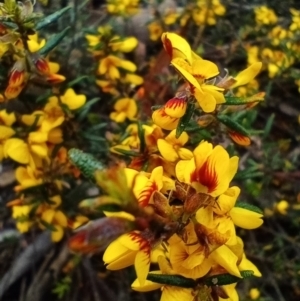 Pultenaea sp. at Corang, NSW - 23 Oct 2022