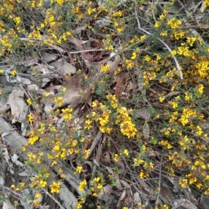 Pultenaea sp. at Corang, NSW - 23 Oct 2022