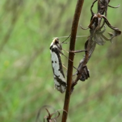 Philobota lysizona (A concealer moth) at Googong, NSW - 23 Oct 2022 by Wandiyali