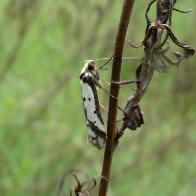 Philobota lysizona (A concealer moth) at Googong, NSW - 24 Oct 2022 by Wandiyali