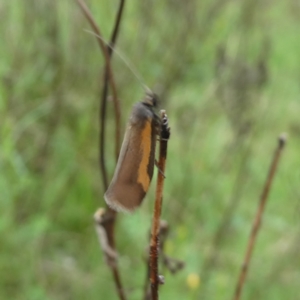 Philobota chrysopotama at Googong, NSW - 24 Oct 2022