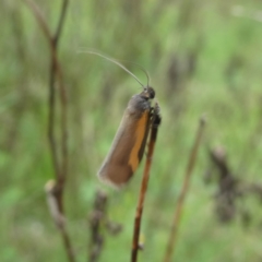 Philobota chrysopotama at Googong, NSW - 24 Oct 2022