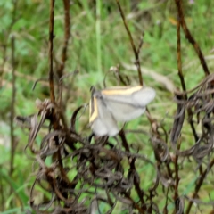 Philobota chrysopotama at Googong, NSW - 24 Oct 2022