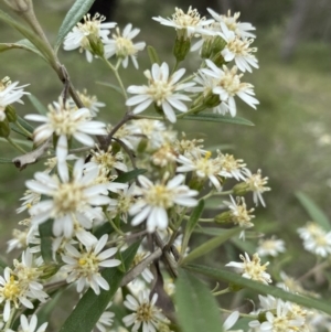 Olearia lirata at Bungonia, NSW - 18 Oct 2022 12:44 PM