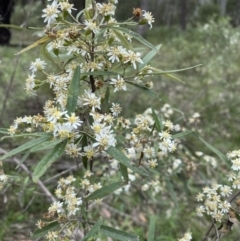 Olearia lirata at Bungonia, NSW - 18 Oct 2022 12:44 PM