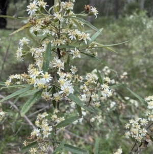 Olearia lirata at Bungonia, NSW - 18 Oct 2022 12:44 PM