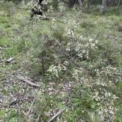 Olearia lirata at Bungonia, NSW - 18 Oct 2022 12:44 PM