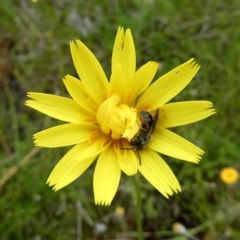 Lasioglossum (Chilalictus) lanarium (Halictid bee) at Googong, NSW - 24 Oct 2022 by Wandiyali