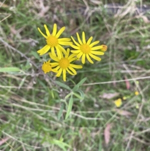 Senecio madagascariensis at Bungonia, NSW - 18 Oct 2022 01:05 PM