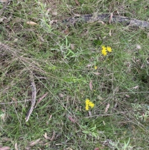 Senecio madagascariensis at Bungonia, NSW - 18 Oct 2022 01:05 PM