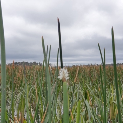 Eleocharis sp. (Spike-rush) at Breadalbane, NSW - 23 Oct 2022 by gregbaines