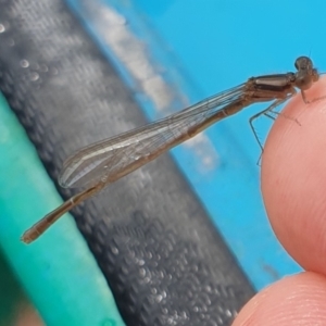 Xanthagrion erythroneurum at Breadalbane, NSW - 23 Oct 2022 12:39 PM